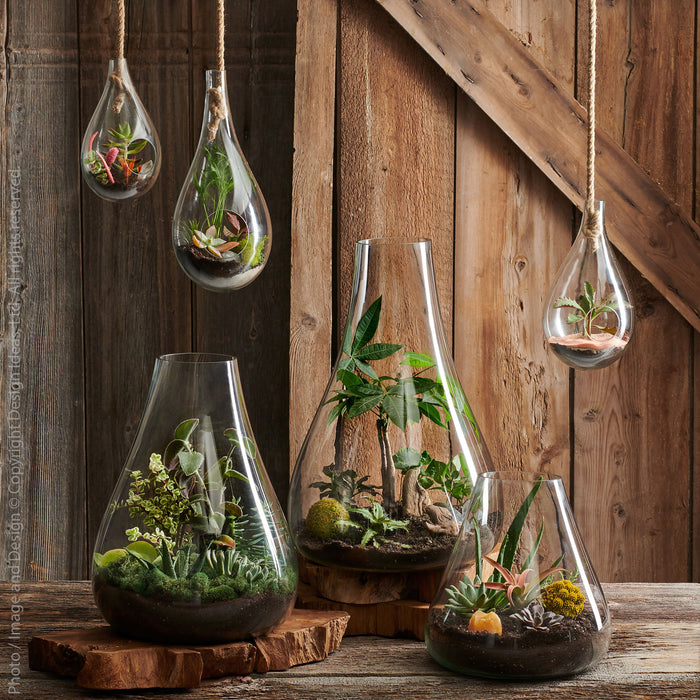 Boboli™ hanging terrarium (6 dia. x 10 in.)