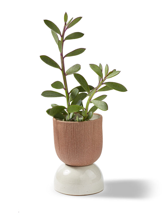 Canyon Tabletop Planter (Small) — Design Ideas