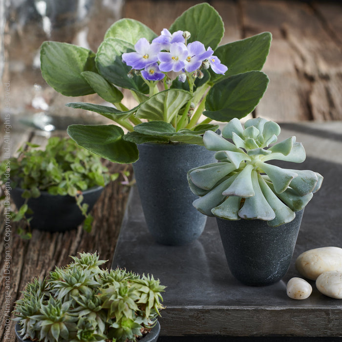 Hasten™ stone pot (3 dia. x 4 in.)